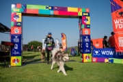 DOG SERIES