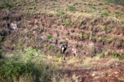 V4277658
