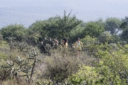 P4278644
