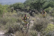 V4280561